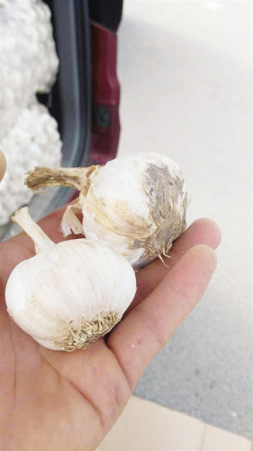 运蒜车经多省免费到南宁东高速收费站却被要求缴费